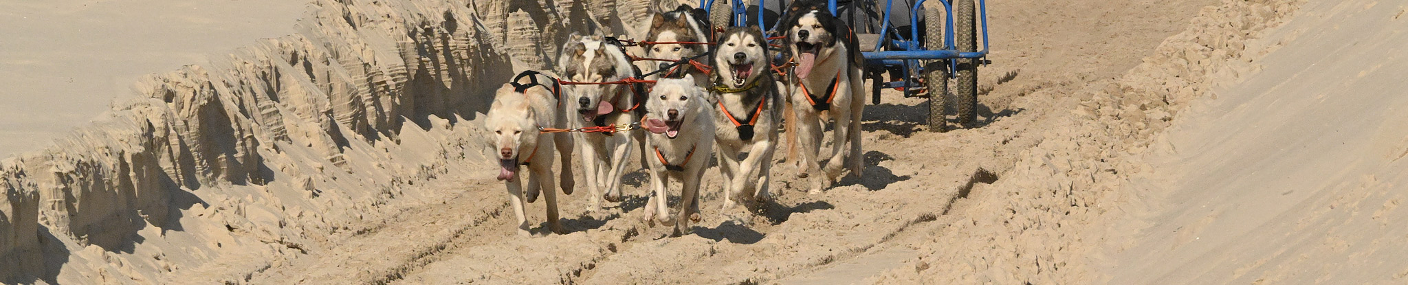 Schlittenhunderennen — Sled Dog Photography